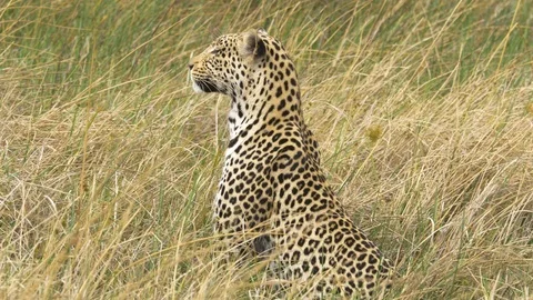 Beautiful leopard sitting and looking around alert on the savanna Stock Footage 100542662