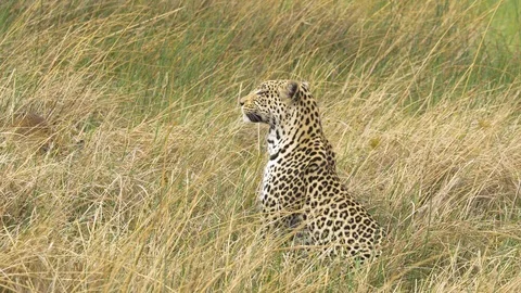 Beautiful leopard sitting in high grass while baby lechwe hiding nearby Stock Footage 100542800