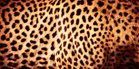 Beautiful leopard skin background Stock Photos