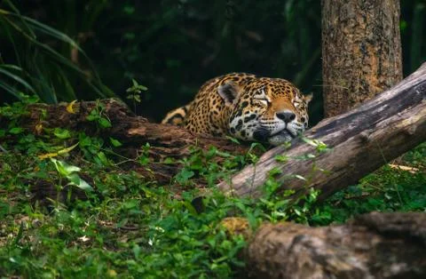 Beautiful leopard sleeping deep in the forest Stock Photos