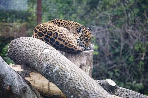 Beautiful leopard sleeping. Stock Photos