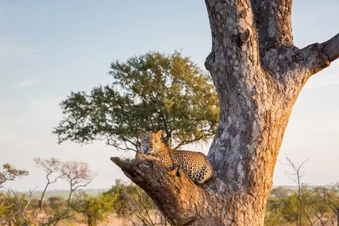 Beautiful Leopard in a tree Foto stock