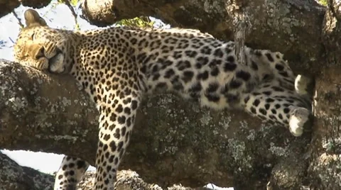 Beautiful leopard tries to sleep with a full belly Stock Footage 34650456
