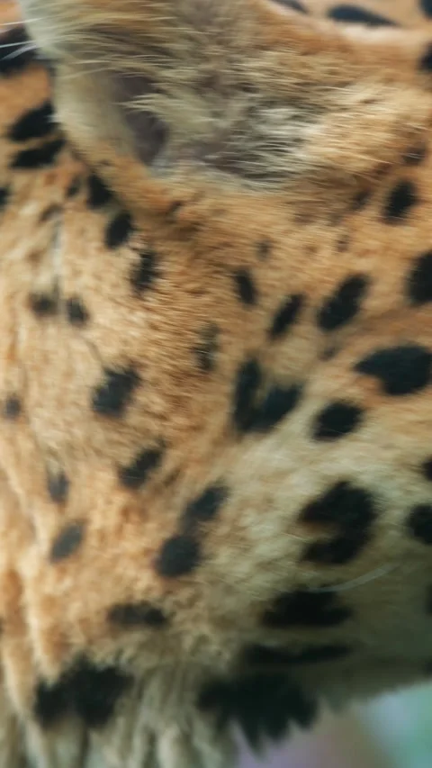 A beautiful leopard walks along a stone path next to the wire enclosure wall. Stock Footage 324700121