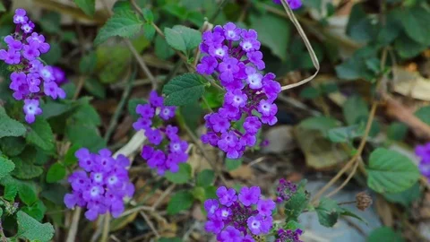 Beautiful Levender Flowers Video stock 73819325