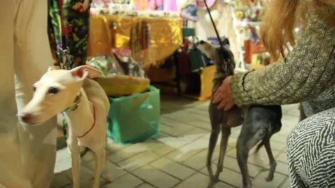 Beautiful levretki on leashes Stock Footage 84549260