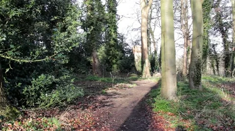 Beautiful Light and Shadows Drift Through Trees and Leaves in Rural Wood Scene Stock-Footage 48980542