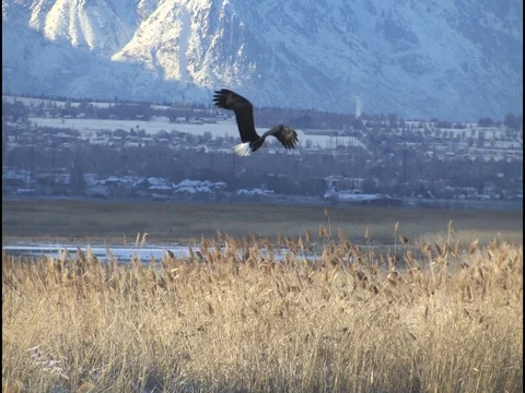 Beautiful Light on Bald Eagle That Does a Nice Fly By, SloMo W audio Stock Footage 124563019