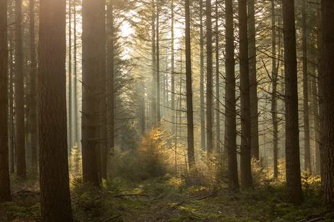 Beautiful light between the pine trees, in the forest, early morning Stock Photos