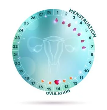 Beautiful light blue menstrual cycle graphic Stock Illustration