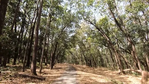 Beautiful light falling onto the safari trail of Tadoba national park Stockbeeldmateriaal 333676893