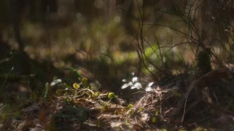 Beautiful light falls in the forest through the bushes and branches Stock Photos