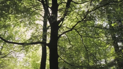 Beautiful light in the forest 動画素材 214230225