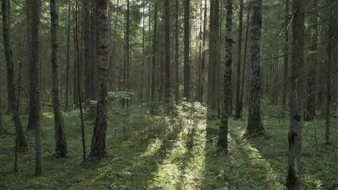 Beautiful light in the forest. Forest in summer evening with sun rays. Stock Footage 220097230