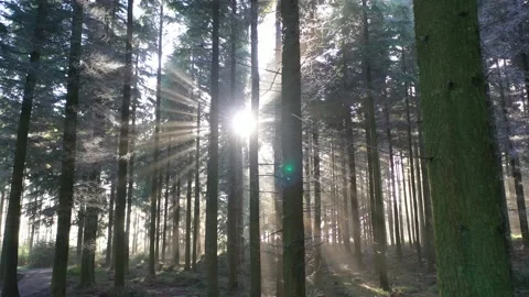 Beautiful Light Glistens Through Trees Vídeos de archivo 146460808
