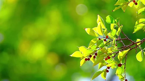 Beautiful Light Green Hackberry Glowing Against Similar Colored Background,4K 库存影片 343712986