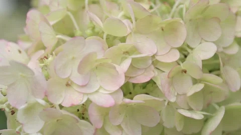 Beautiful light green with pink   hydrangea blossom  background. macro footage Stock Footage 248248416