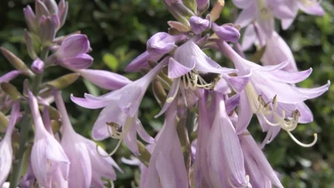 Beautiful light lilac Hosta blossom with working bumblebee. macro footage. sunny Stock Footage 275855434