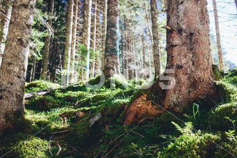 Beautiful light in the morning forest, illuminates the plants Stock Photos