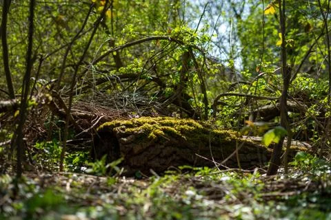 Beautiful light over a trunk in Spring Stock Photos