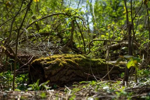 Beautiful light over a trunk in Spring Stock Photos