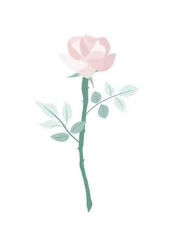 Beautiful light pink rose vector isolate on white background Stock-Illustration