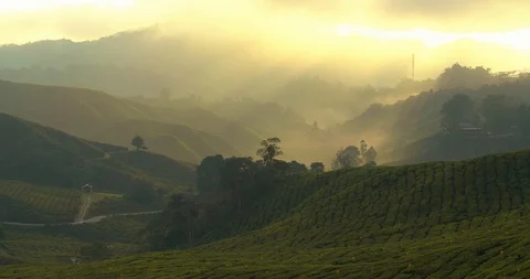 Beautiful light rays striking fresh tea plants in Cameron Highlands, Malaysia Stock Footage 118443839