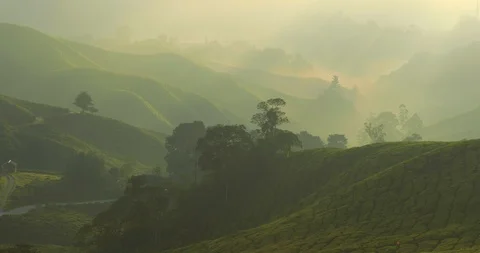Beautiful light rays striking fresh tea plants in Cameron Highlands, Malaysia Stock Footage 118444008