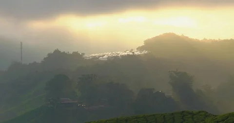 Beautiful light rays striking fresh tea plants in Cameron Highlands, Malaysia Stock Footage 118444320