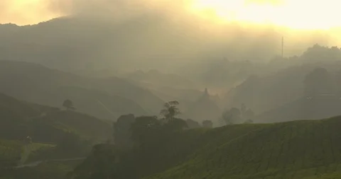 Beautiful light rays striking fresh tea plants in Cameron Highlands, Malaysia Stock Footage 118444428