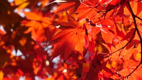 Beautiful light of red maple tree in background image 库存影片 162636916