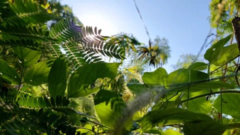 Beautiful light shining on the trees Stock Footage 296621196