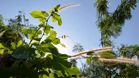 Beautiful light shining on the treetops Stock Footage 296617758