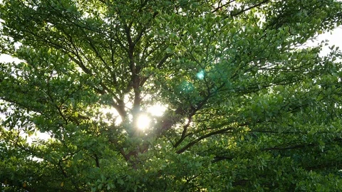 Beautiful light of sunshine through green big tree in the morning Stock Footage 93597232