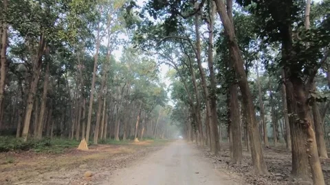 Beautiful light, trees and anthills in Corbett national park Stock Footage 266898875