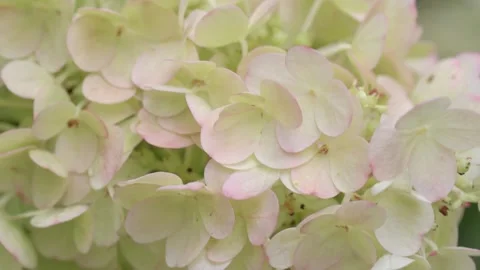 Beautiful light-white hydrangea with pink splashes blossom background. macro foo Stock Footage 248248447