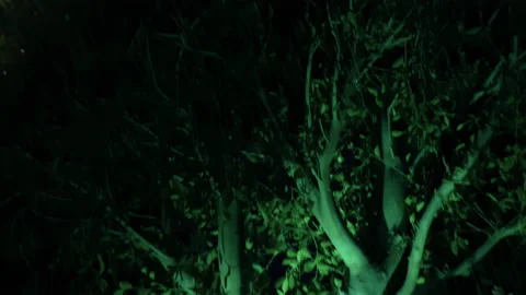 Beautiful Lighted Round Green Tree in Spanish Garden Tilt 動画素材 196894983
