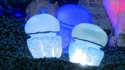 Beautiful lighting in aquarium Stock Footage 43250616