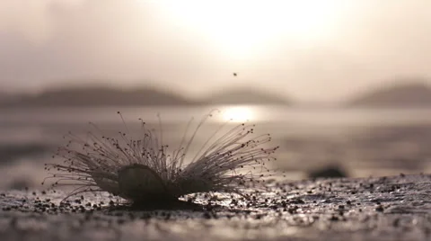 Beautiful lighting at sunrise. Stock Footage 67268786