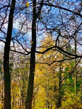 Beautiful lightning in trees in fall time Stock Photos