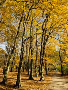 Beautiful lightning in trees in fall time Stock Photos