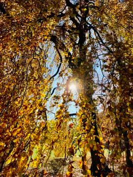 Beautiful lightning in trees in fall time Stock Photos