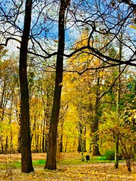 Beautiful lightning in trees in fall time Stock Photos