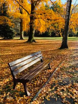 Beautiful lightning in trees in fall time Stock Photos