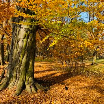 Beautiful lightning in trees in fall time Stock Photos