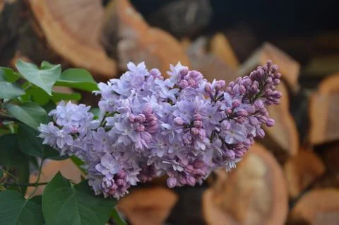 Beautiful lilac against the background of a wooden house Stock Photos