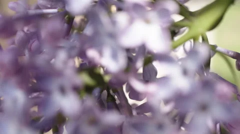 Beautiful lilac branches Stock Footage 63218054