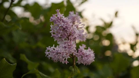 Beautiful lilac flower Stock Footage 91046997