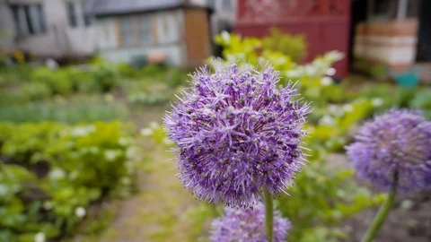 Beautiful lilac flower on the plot. Very beautiful close-up of the plant Video stock 108940798
