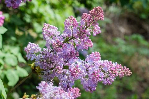 Beautiful lilac flowers on a branch Stock Photos